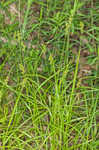 Blunt broom sedge